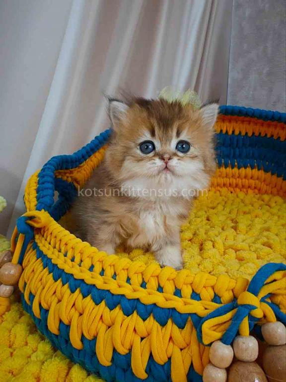 Germiona Golden Chinchilla Baby Girl photo 2