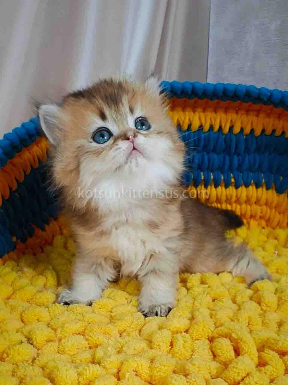 Germiona Golden Chinchilla Baby Girl photo 3