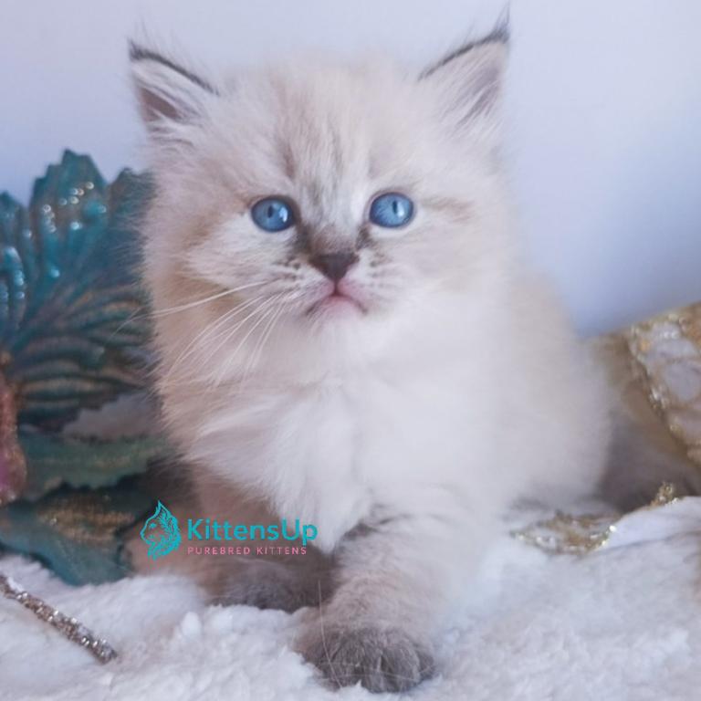 Estella