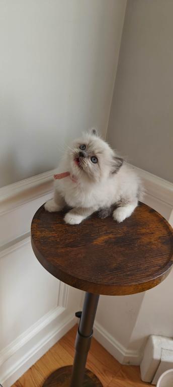 Ragdoll Mitted Girl1 photo 2