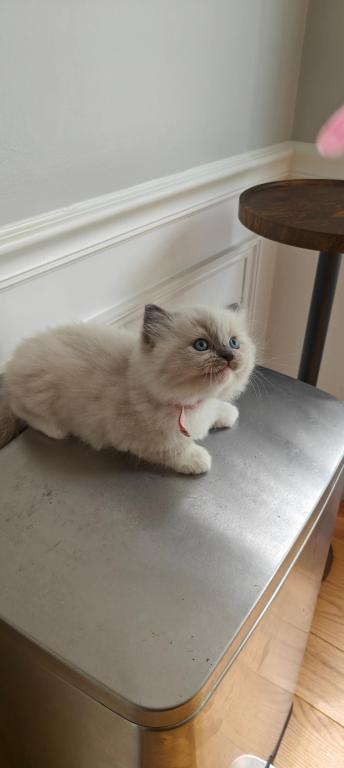 Ragdoll Mitted Girl1 photo 4