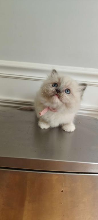 Ragdoll Mitted Girl1 photo 3