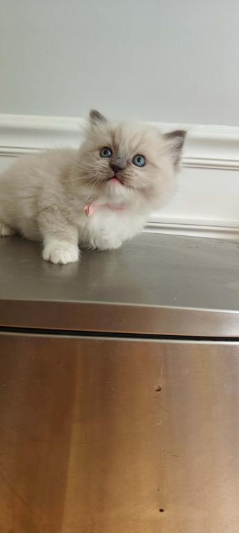 Ragdoll Mitted Girl1 photo 5