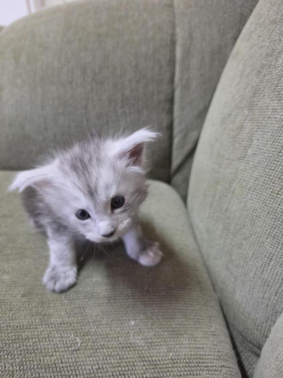 Sweetie photo 4