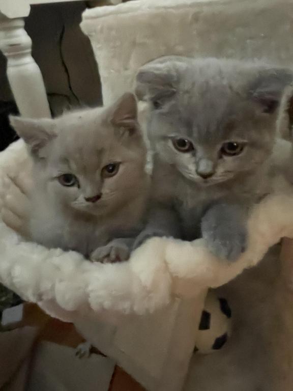 Kitten 3 photo 3