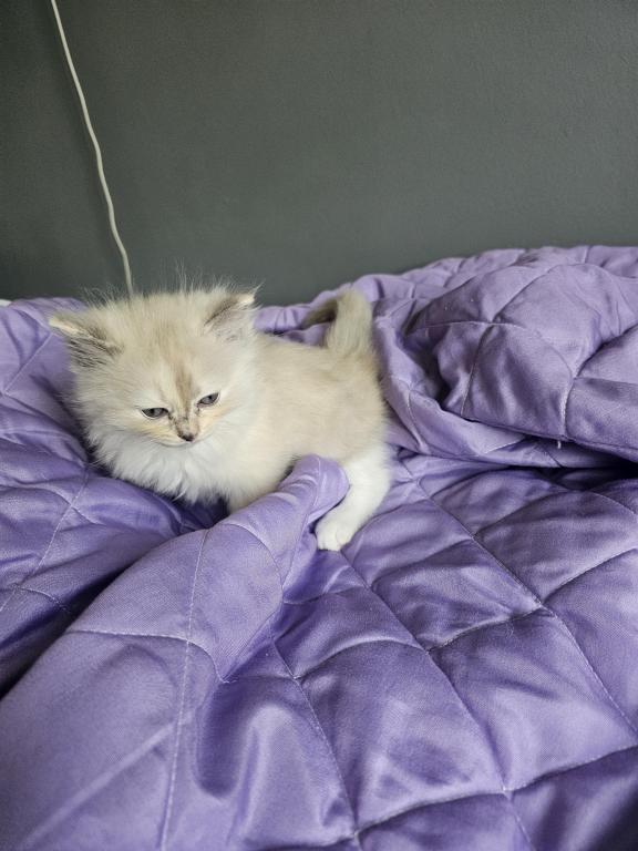 Tortie Mitted Ragdoll photo 3