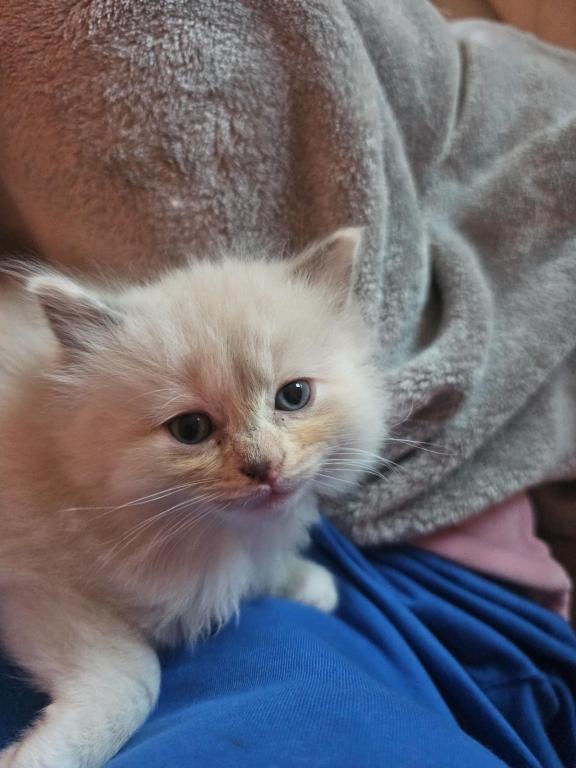 Tortie Mitted Ragdoll photo 2