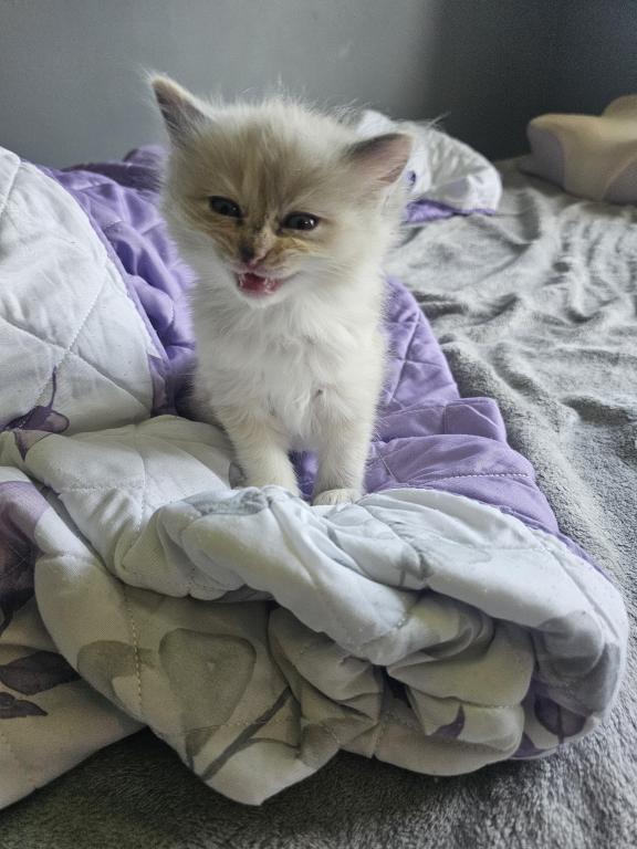 Tortie Mitted Ragdoll photo 4
