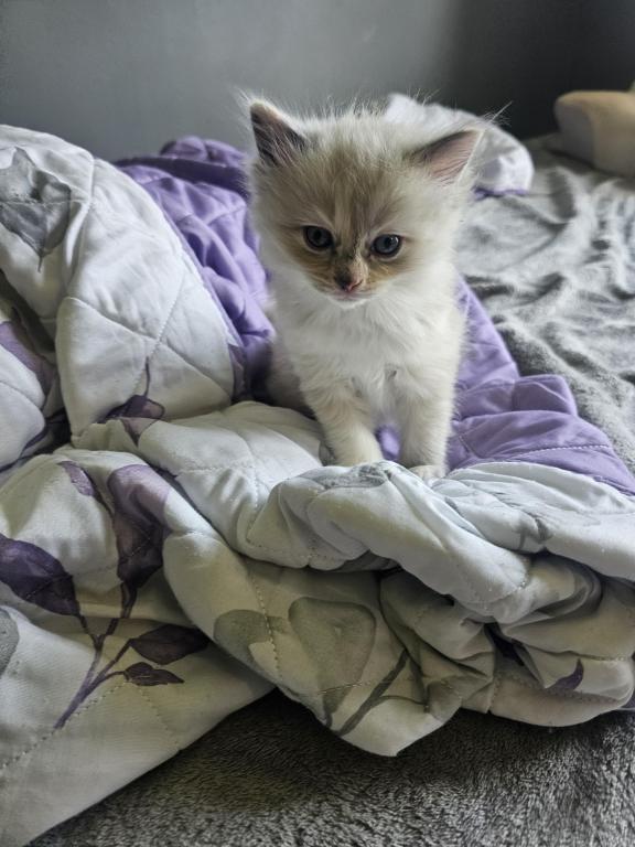 Tortie Mitted Ragdoll photo 5