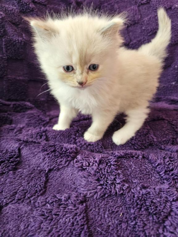 Tortie Mitted Ragdoll