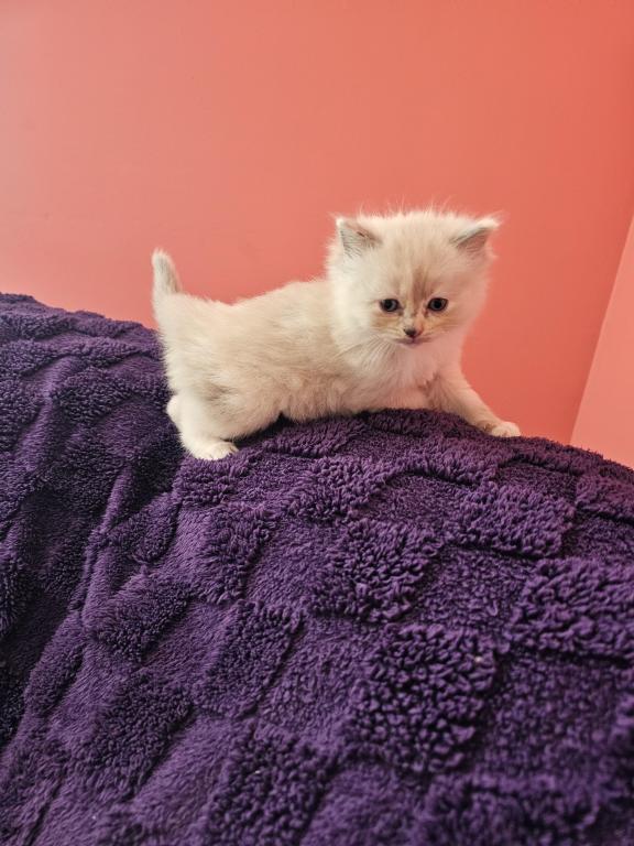 Tortie Mitted Ragdoll photo 6