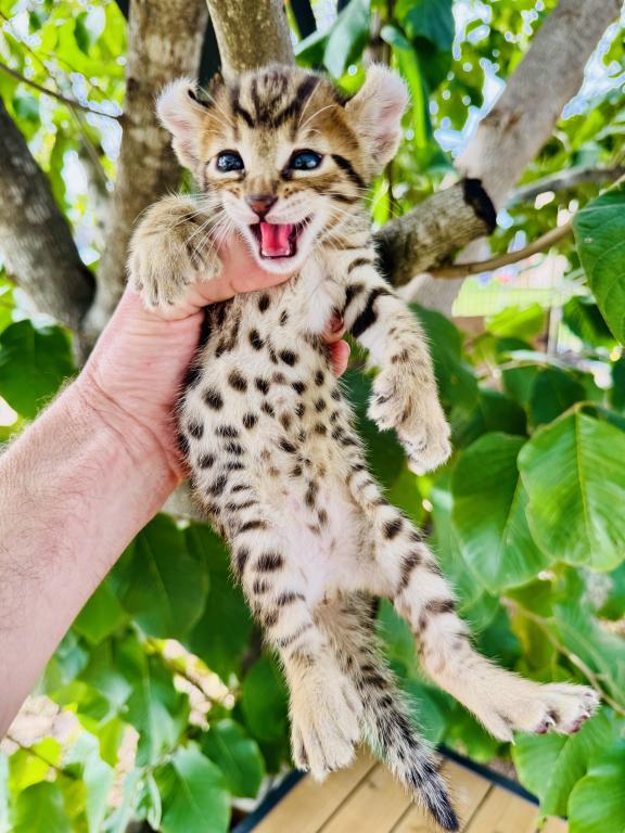 Jesco Kitten photo 2