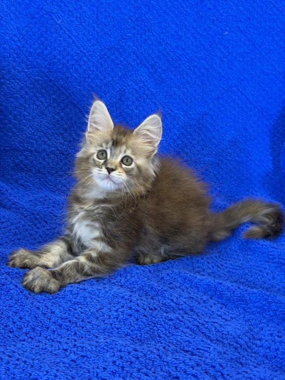 Dina