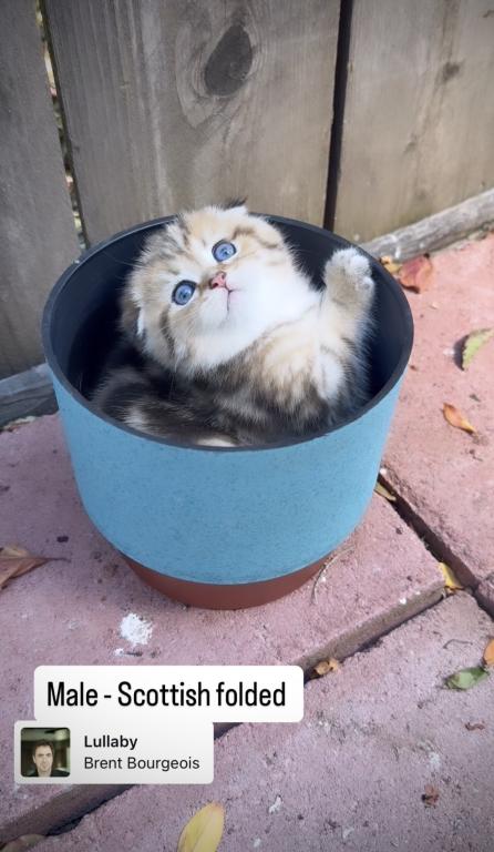 Scottish Fold Male Kitten photo 2
