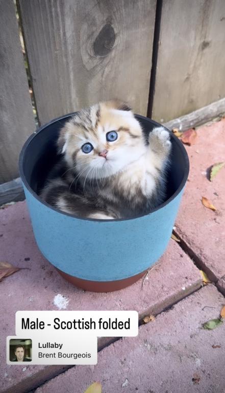 Scottish Fold Male Kitten