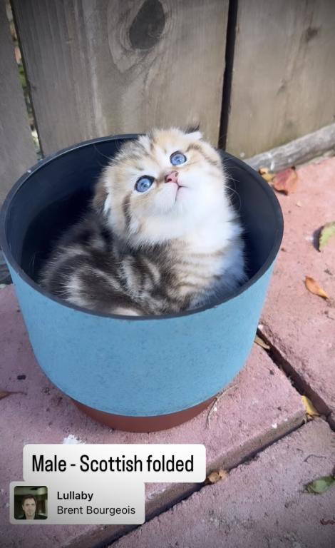 Scottish Fold Male Kitten photo 3