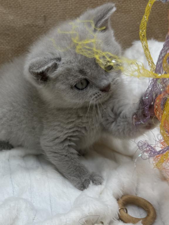 Lilac Boy GrCh Sire