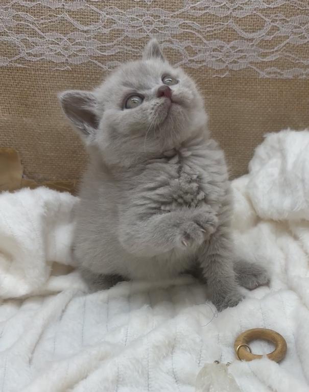 Lilac Boy GrCh Sire photo 3