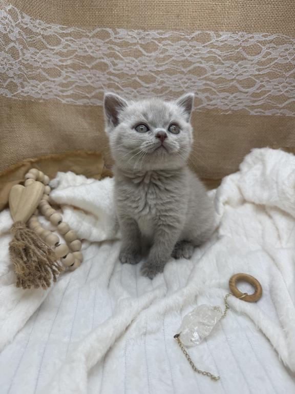 Lilac Boy GrCh Sire photo 2