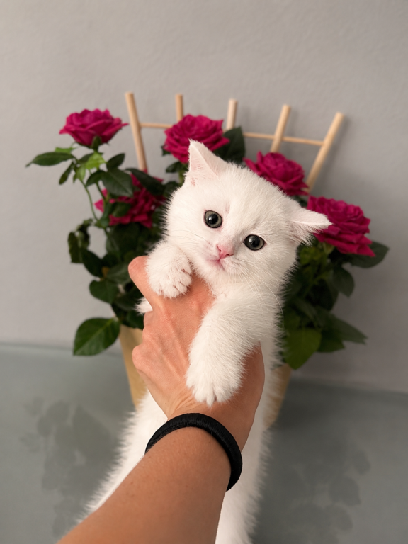 Scottish Straight White Kitten photo 4