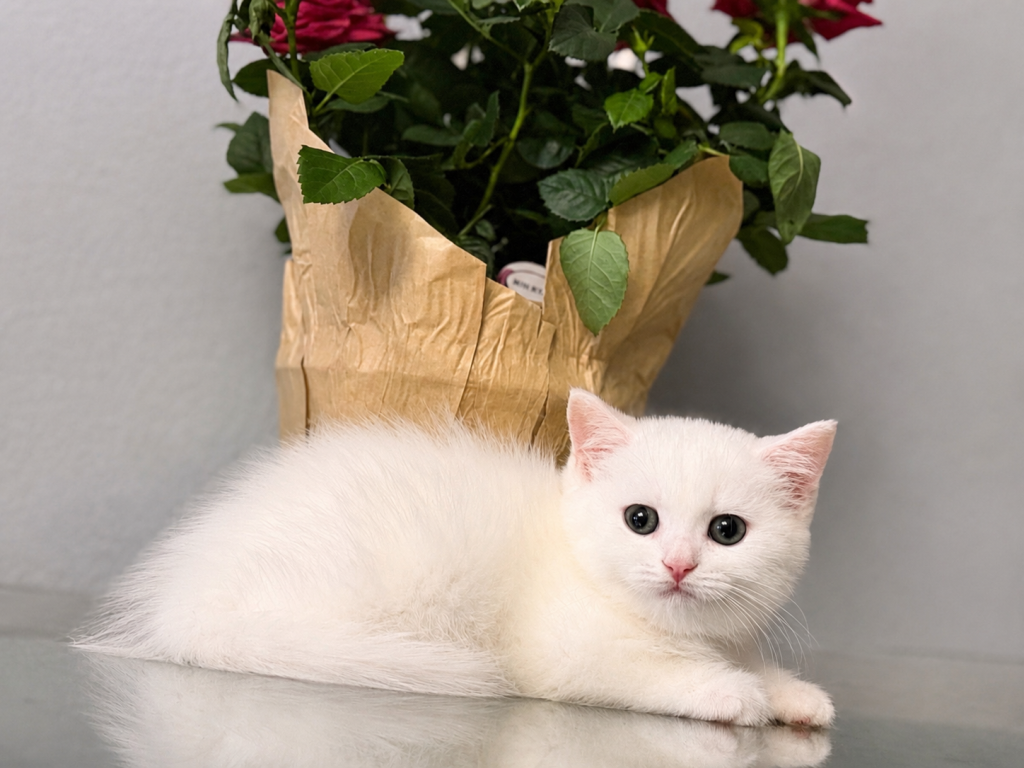 Scottish Straight White Kitten photo 8