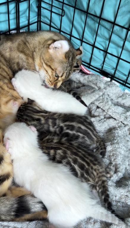 Missy Bengal Kittens photo 8