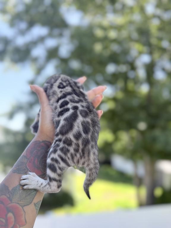 Missy Bengal Kittens photo 2