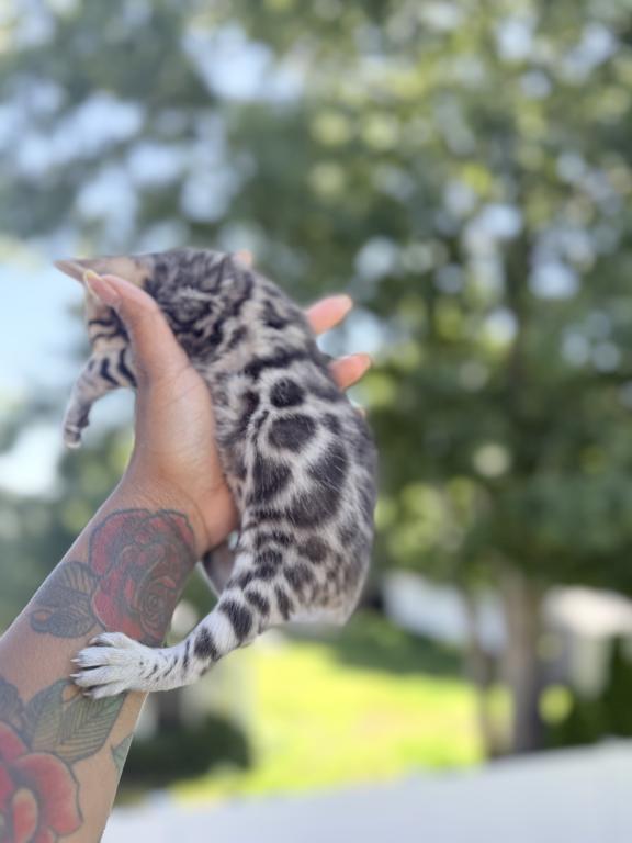 Missy Bengal Kittens photo 3