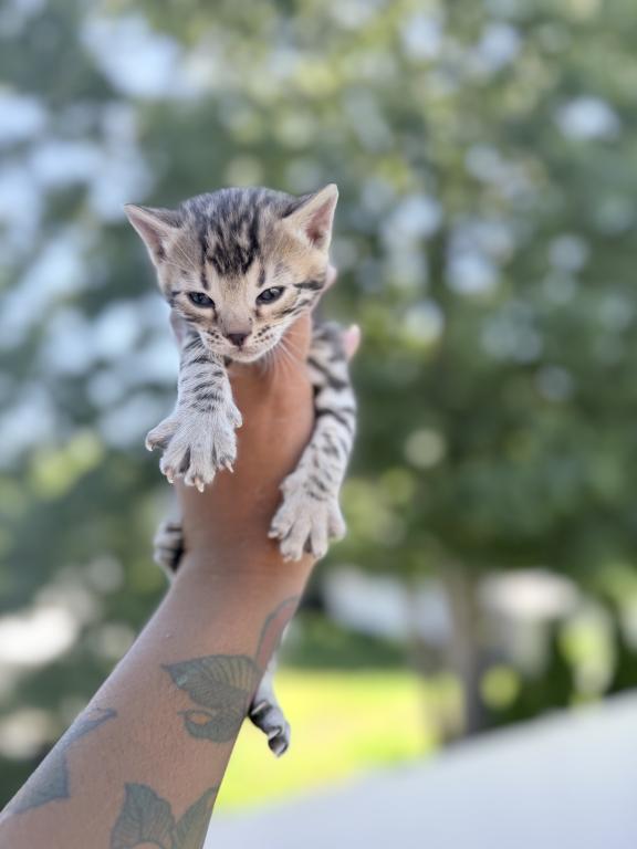 Missy Bengal Kittens photo 4