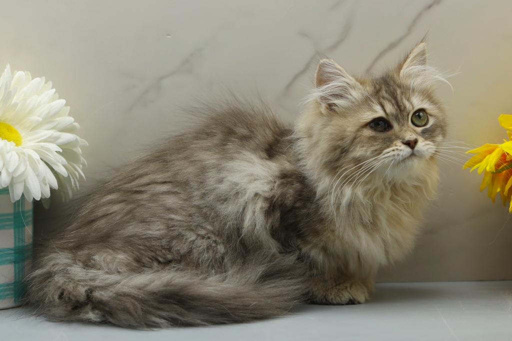 Kiri Of RomanovCats