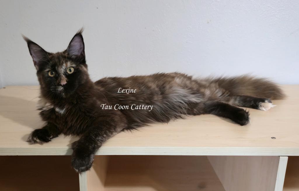 Lexine Tortie photo 1