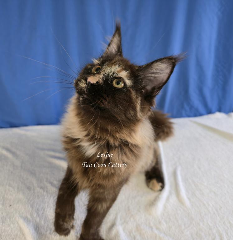 Lexine Tortie photo 33