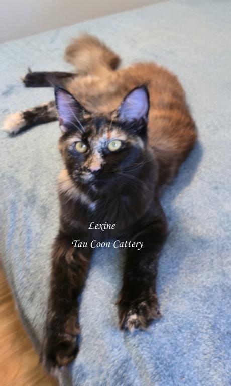 Lexine Tortie photo 14