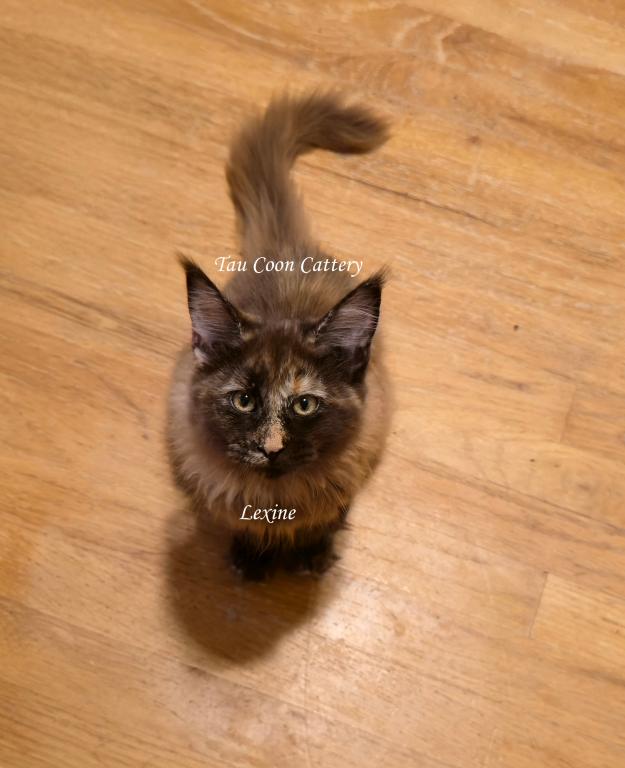 Lexine Tortie photo 48