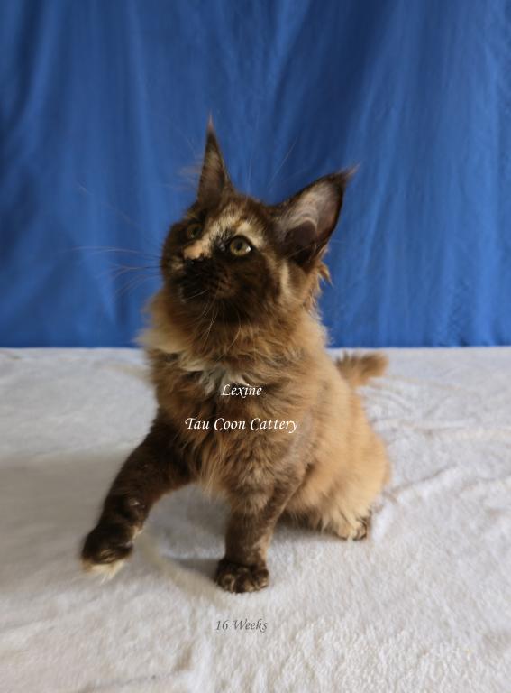 Lexine Tortie photo 50