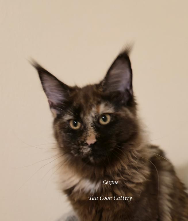 Lexine Tortie photo 31