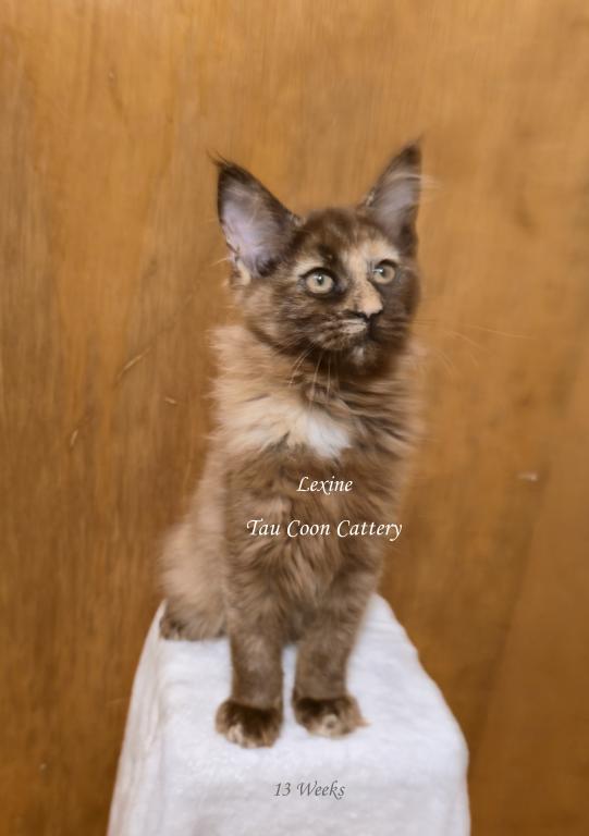 Lexine Tortie photo 68