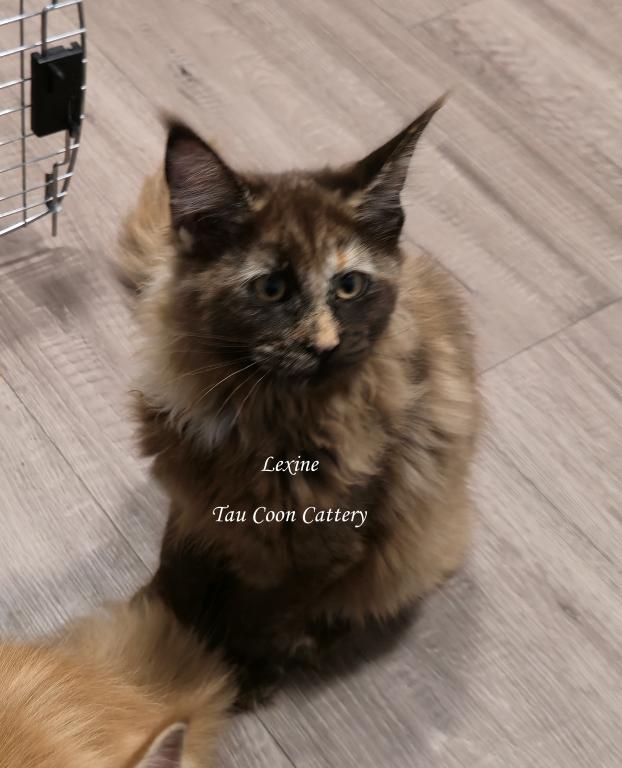 Lexine Tortie photo 49