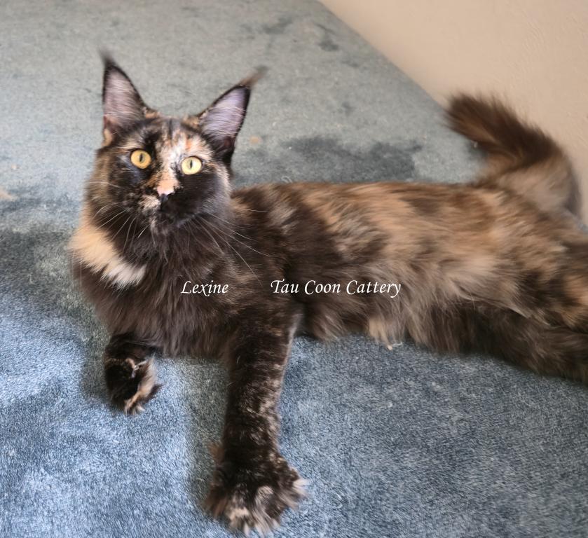 Lexine Tortie photo 7