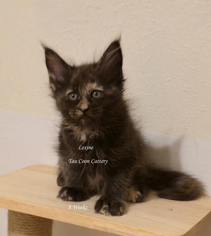 Lexine Tortie photo 79