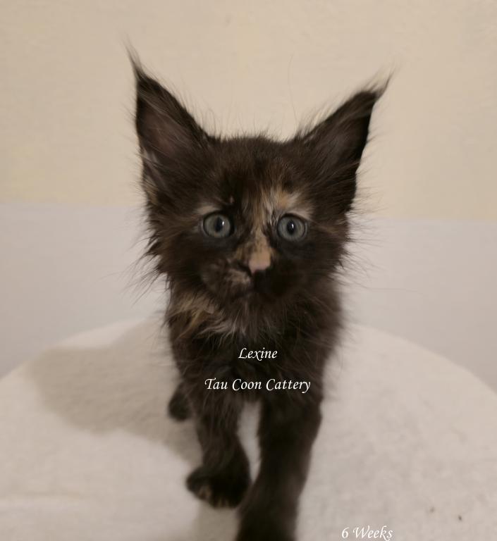 Lexine Tortie photo 89