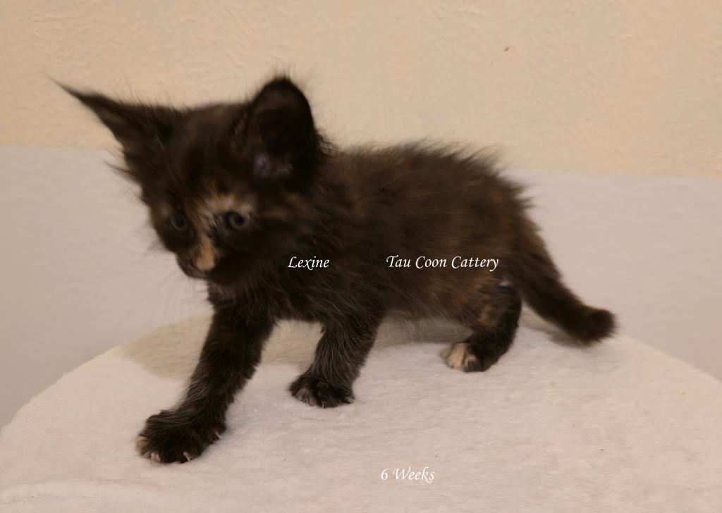 Lexine Tortie photo 86