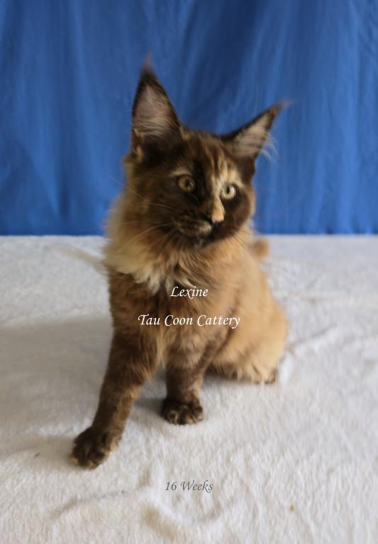 Lexine Tortie photo 62