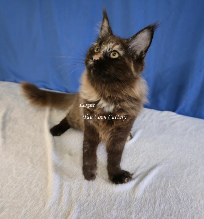 Lexine Tortie photo 41