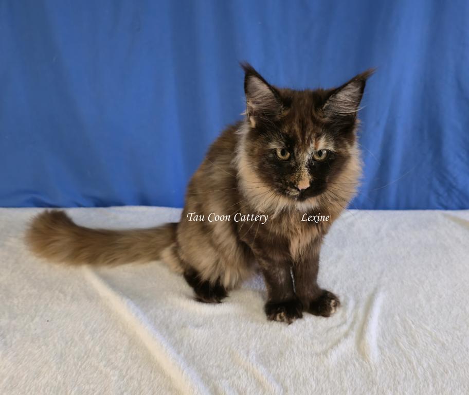 Lexine Tortie photo 39
