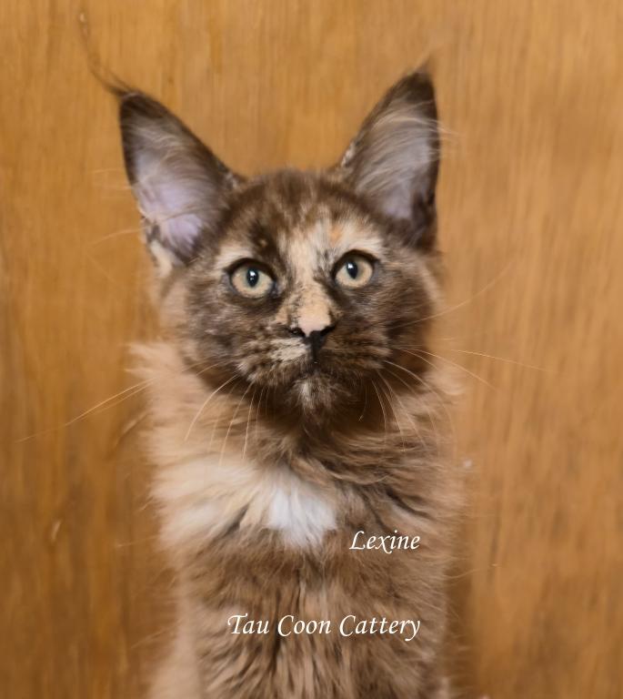 Lexine Tortie photo 64