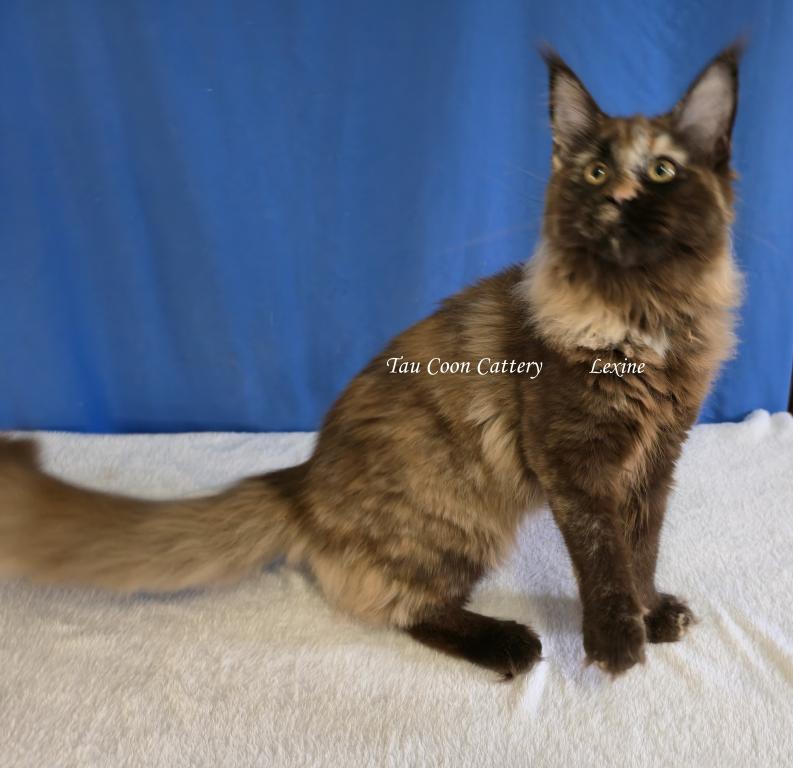 Lexine Tortie photo 46