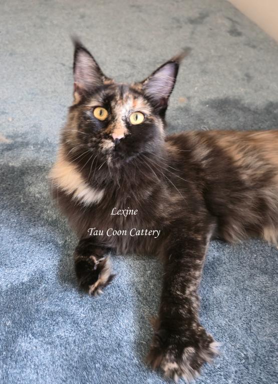 Lexine Tortie photo 8