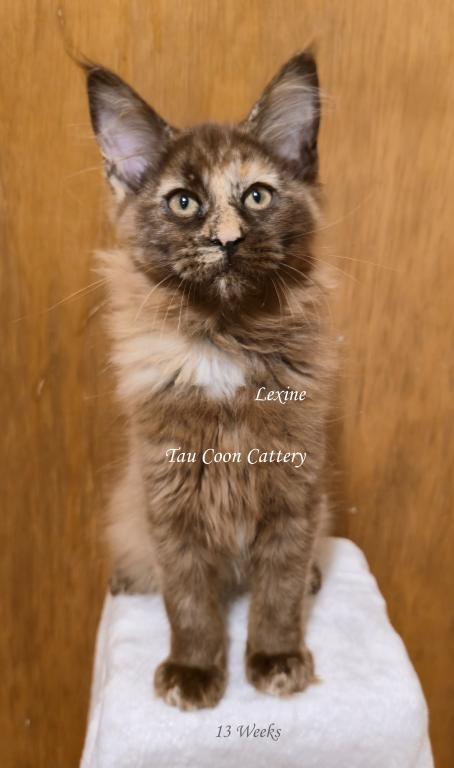 Lexine Tortie photo 67
