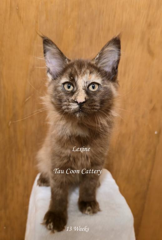 Lexine Tortie photo 65